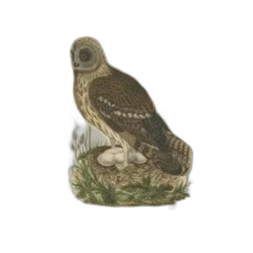 animal, staff, shoes, jewelry transparent PNG cut-out