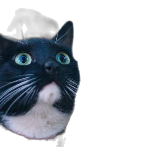 animal, face, creature, hat transparent PNG cut-out