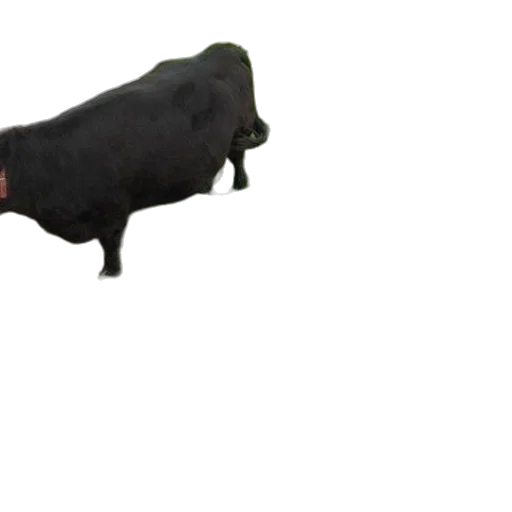 animal, weapon, food, creature transparent PNG cut-out