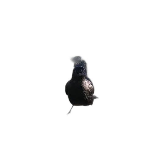 hat, animal, mask, bottle transparent PNG cut-out
