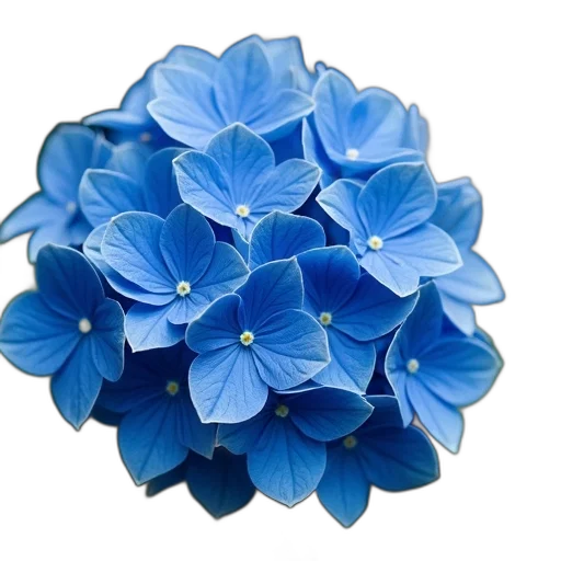 flower, crown, jewelry, hat transparent PNG cut-out