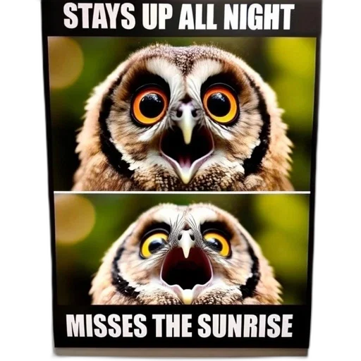 sunset, two, owl, portraits transparent PNG cut-out