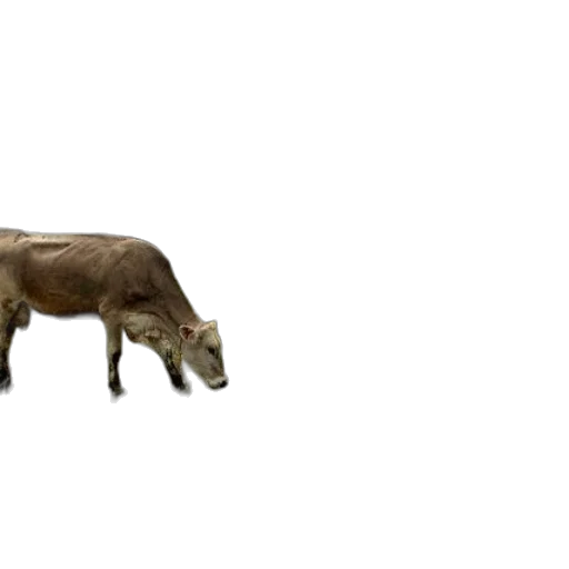 animal, creature, furniture, weapon transparent PNG cut-out