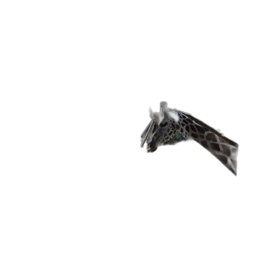 dragon, animal, creature, shoes transparent PNG cut-out