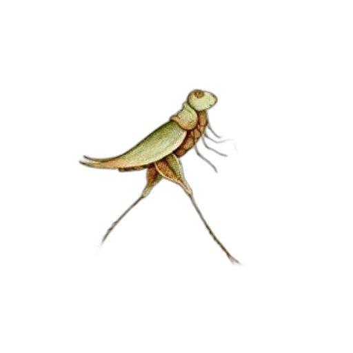 animal, umbrella, creature, staff transparent PNG cut-out