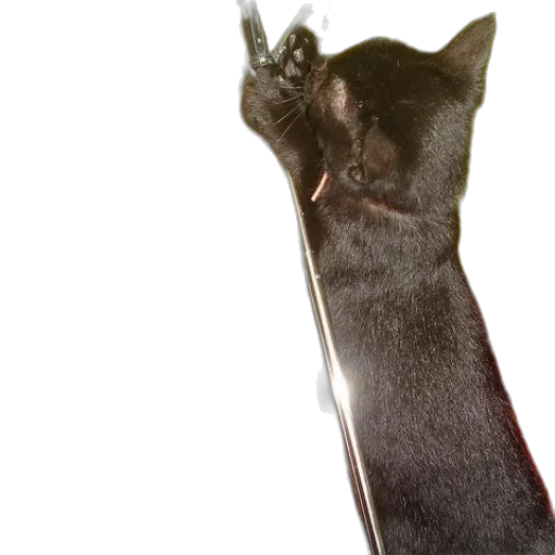 staff, animal, weapon, sword transparent PNG cut-out