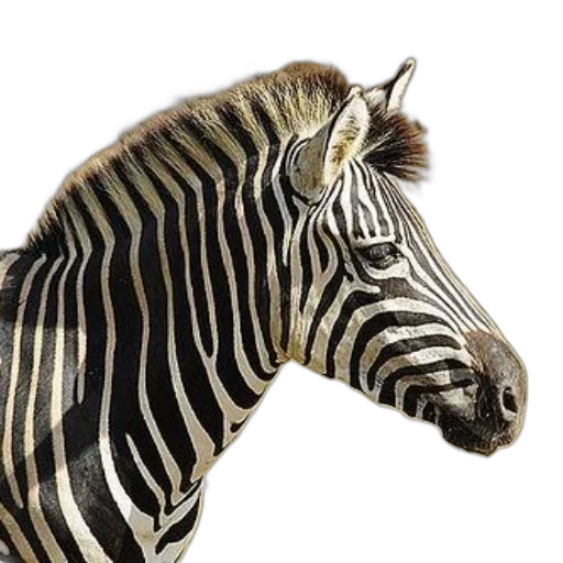 animal, creature, jewelry, hat transparent PNG cut-out