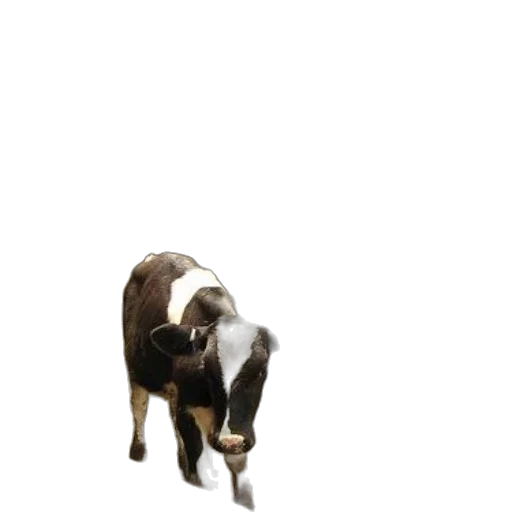 animal, creature, food, staff transparent PNG cut-out