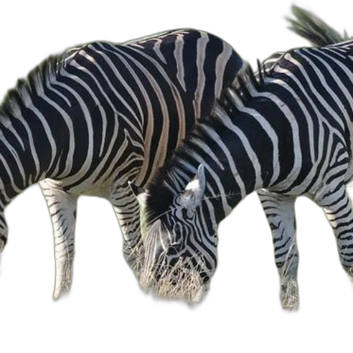 animal, creature, dragon, weapon transparent PNG cut-out