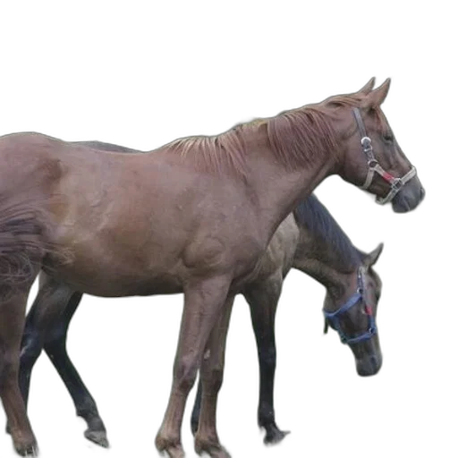 animal, staff, creature, hair transparent PNG cut-out