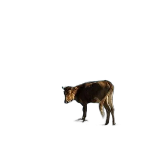 animal, creature, staff, robot transparent PNG cut-out