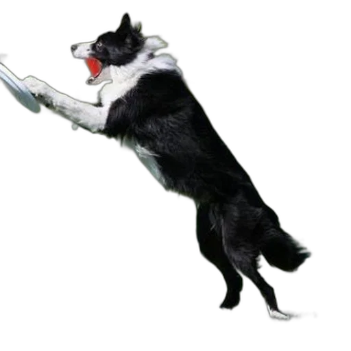 staff, animal, umbrella, weapon transparent PNG cut-out