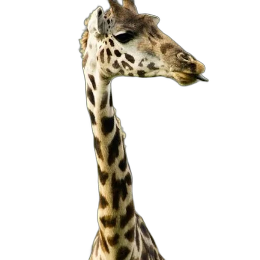 animal, staff, creature, hat transparent PNG cut-out