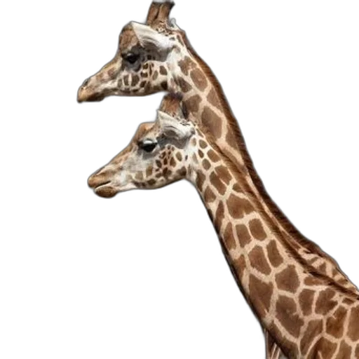 animal, creature, staff, face transparent PNG cut-out