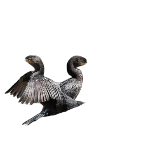 animal, jewelry, 3d render, photorealistic transparent PNG cut-out