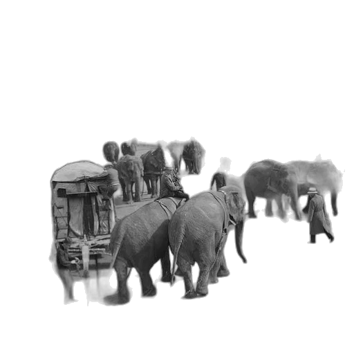 animal, car, creature, furniture transparent PNG cut-out