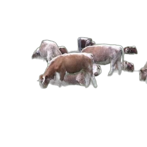 animal, creature, food, jewelry transparent PNG cut-out
