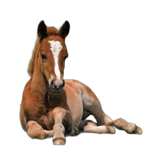 animal, creature, hair, staff transparent PNG cut-out