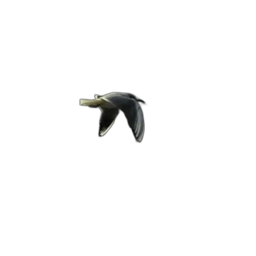 animal, weapon, jewelry, staff transparent PNG cut-out