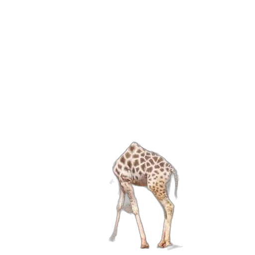 animal, creature, dress, shoes transparent PNG cut-out