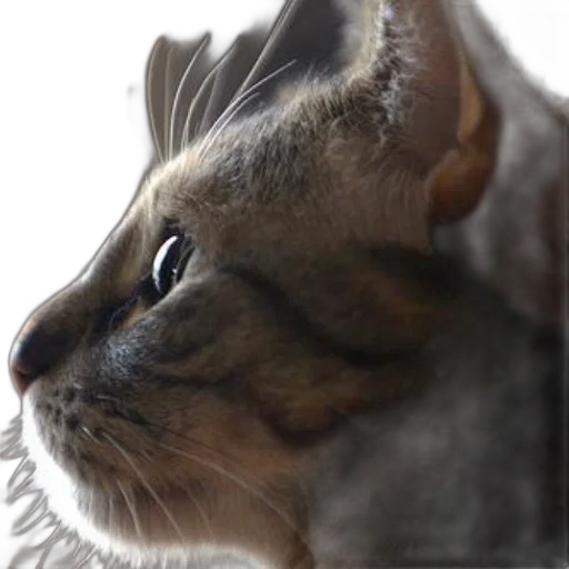 animal, creature, crown, staff transparent PNG cut-out
