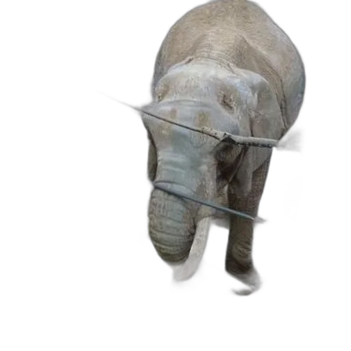 animal, creature, hat, face transparent PNG cut-out