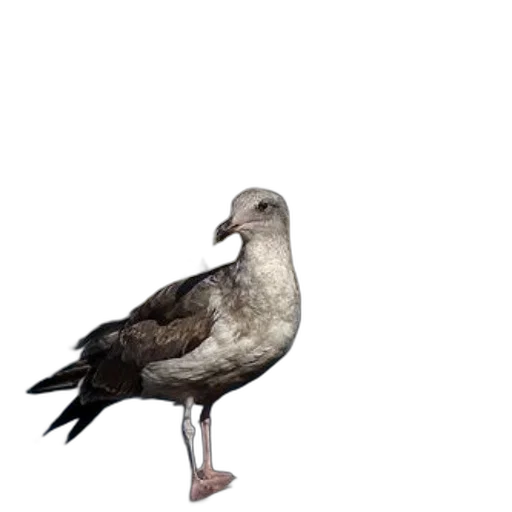 animal, creature, shoes, dress transparent PNG cut-out