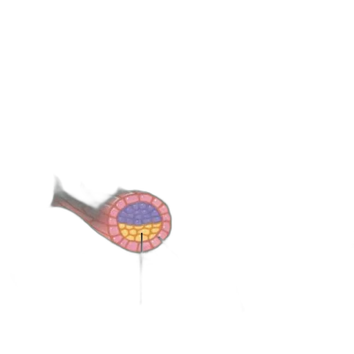 umbrella, flower, staff, weapon transparent PNG cut-out