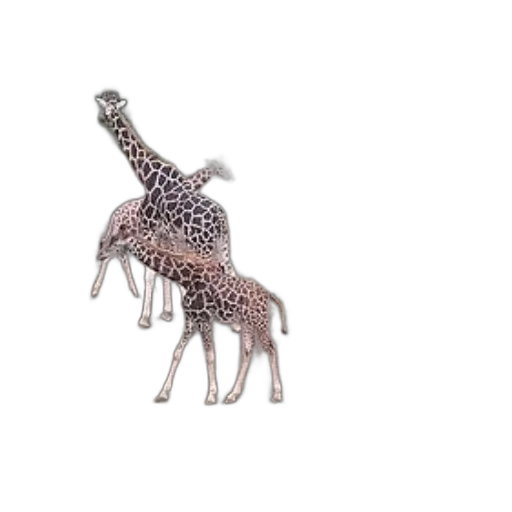animal, jewelry, creature, umbrella transparent PNG cut-out
