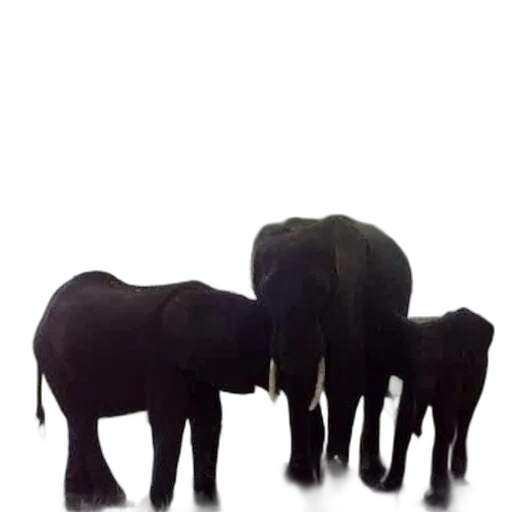 animal, staff, creature, jewelry transparent PNG cut-out