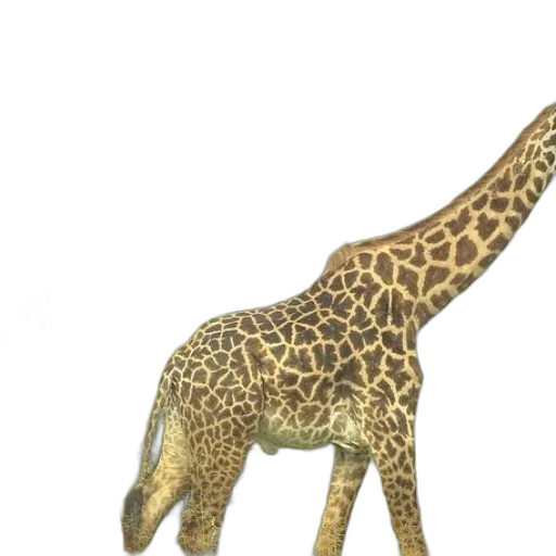 animal, creature, staff, jewelry transparent PNG cut-out