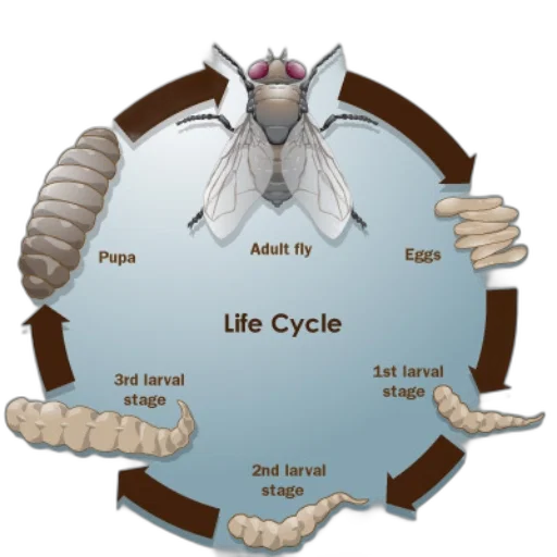 creature, animal, jacket, jewelry transparent PNG cut-out