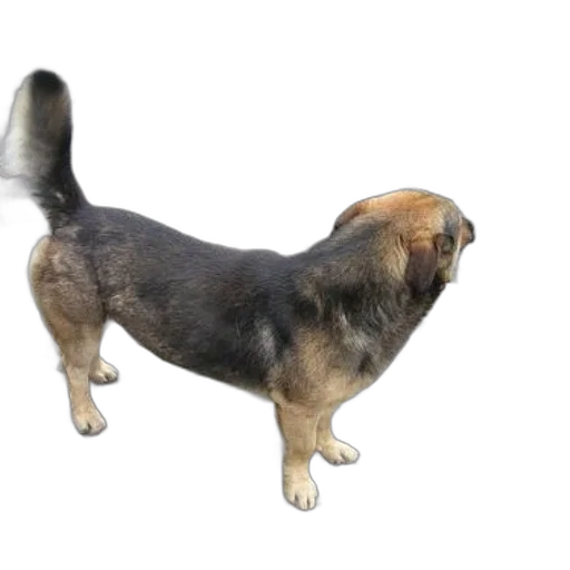 animal, creature, staff, hair transparent PNG cut-out
