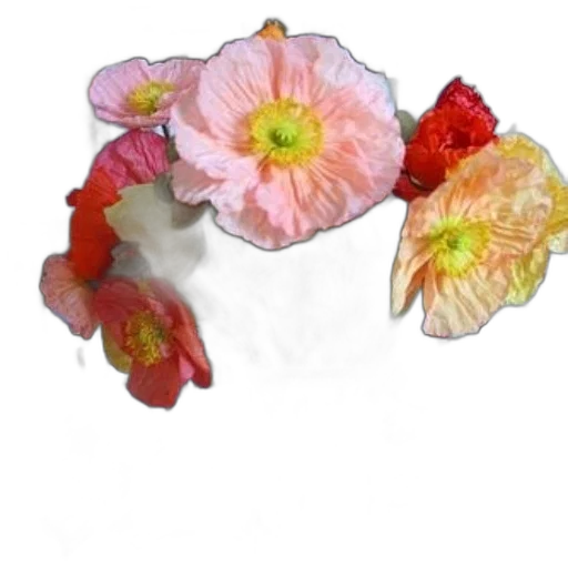 flower, crown, jewelry, food transparent PNG cut-out