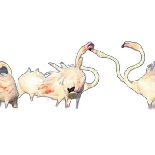 creature, animal, dragon, concept art transparent PNG cut-out