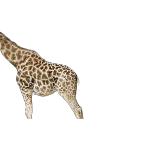 animal, creature, umbrella, staff transparent PNG cut-out