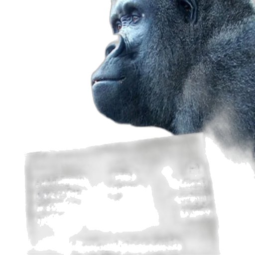 animal, face, creature, mask transparent PNG cut-out