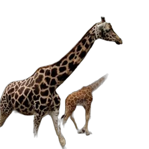animal, creature, staff, jewelry transparent PNG cut-out