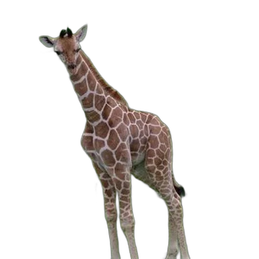animal, creature, staff, weapon transparent PNG cut-out