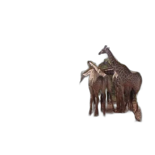 animal, furniture, hair, creature transparent PNG cut-out