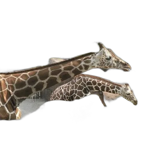 animal, creature, shoes, jewelry transparent PNG cut-out