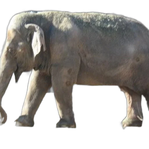 animal, creature, staff, weapon transparent PNG cut-out