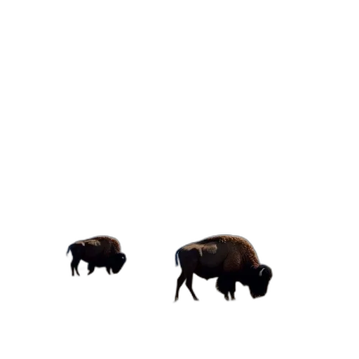 animal, creature, hair, car transparent PNG cut-out