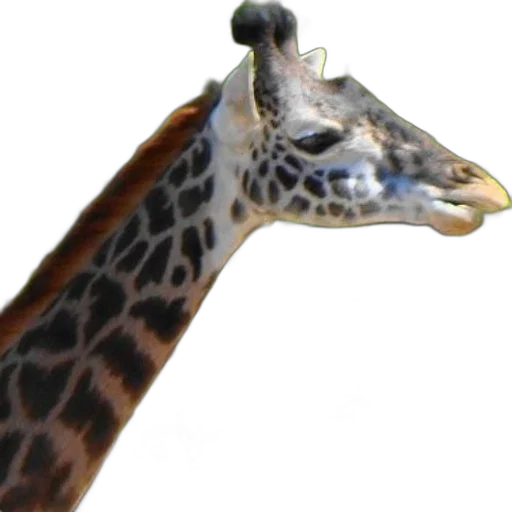 animal, staff, jewelry, creature transparent PNG cut-out