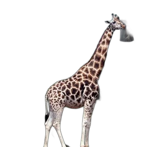 animal, creature, staff, dress transparent PNG cut-out