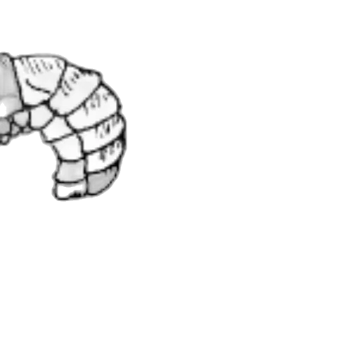 crown, hair, hat, dragon transparent PNG cut-out