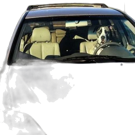car, animal, face, photorealistic transparent PNG cut-out