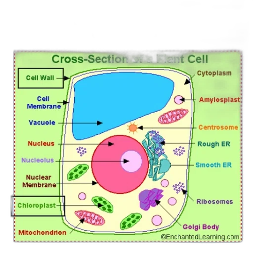 diagram, plant, cell, labeled transparent PNG cut-out
