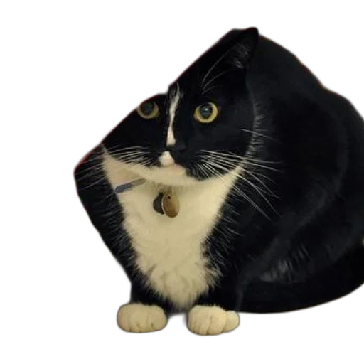 hat, jacket, animal, creature transparent PNG cut-out