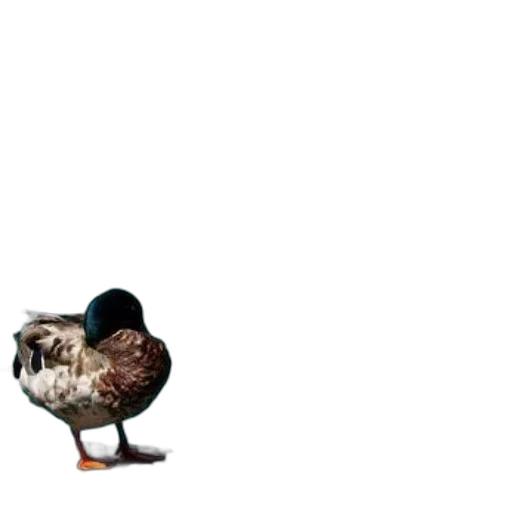 animal, shoes, creature, weapon transparent PNG cut-out